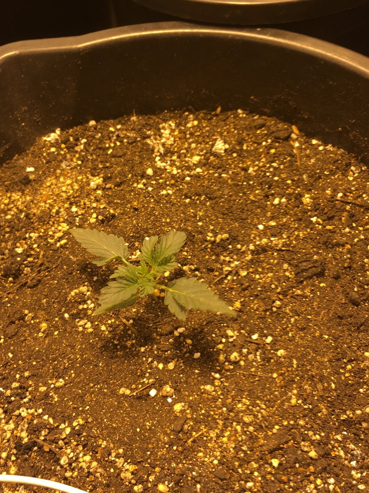 IMG_0510.thumb.JPG.2044ff8314b2c83ef3f3155ce03cd1e5.JPG