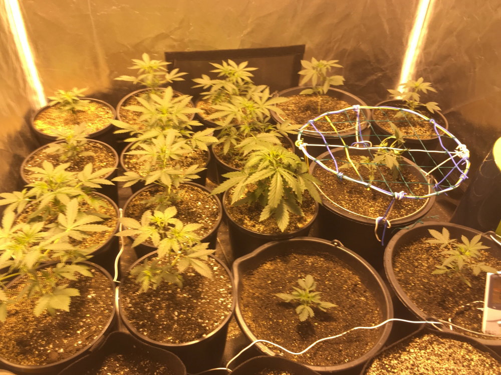 IMG_0545.thumb.JPG.2581c056bf9b79a5b8ae2753f6e08141.JPG