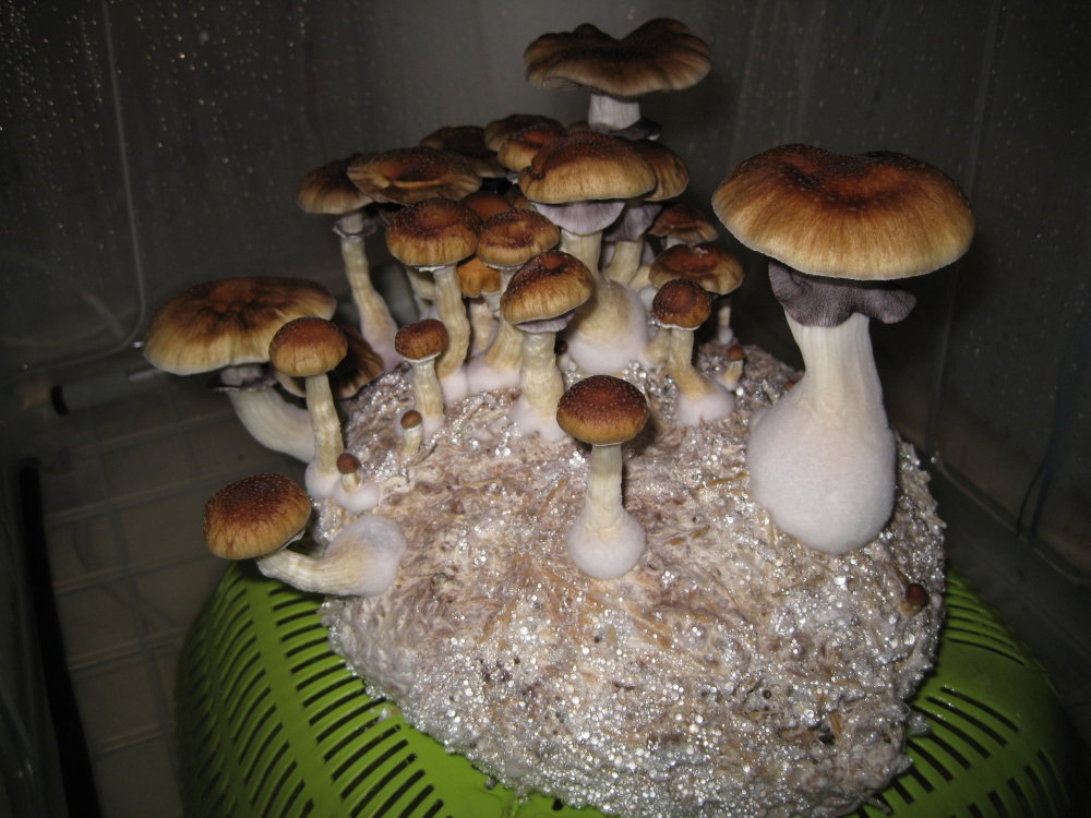 IMG_5491.JPG