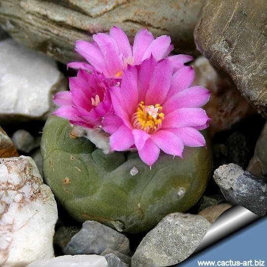 Lophophora_fricii_San_Pedro_810_small.thumb.jpg.fade1fe7a598d0c022297dcbc6eb5950.jpg