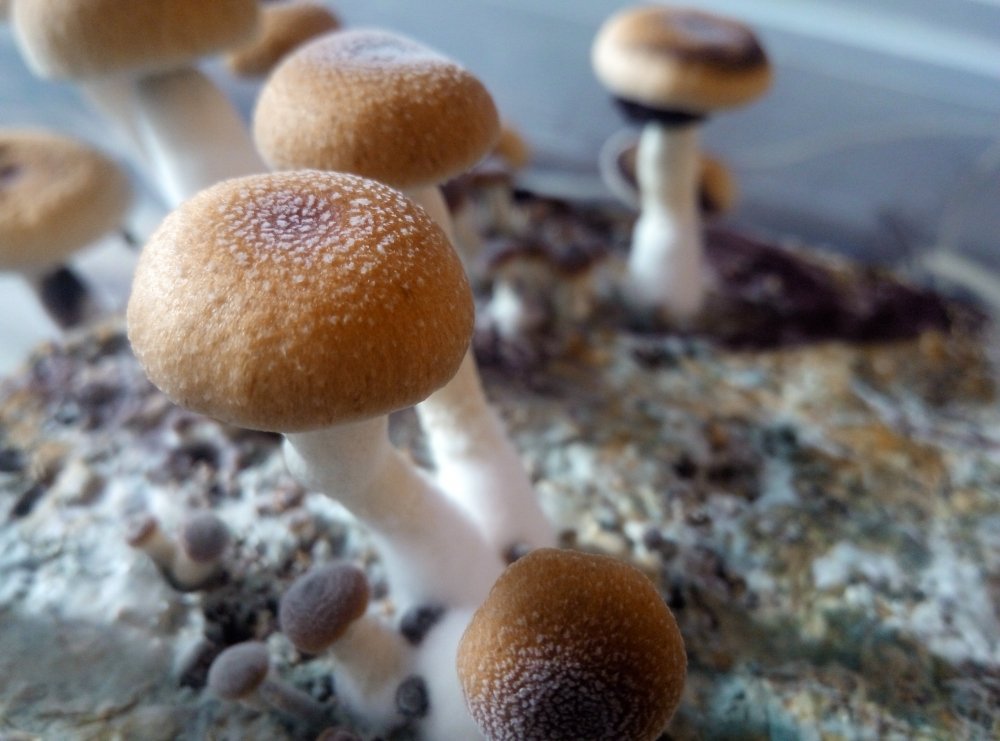 P70824-105220.thumb.jpg.101483c8b7c53e7ffe6652c4fd7fbb06.jpg