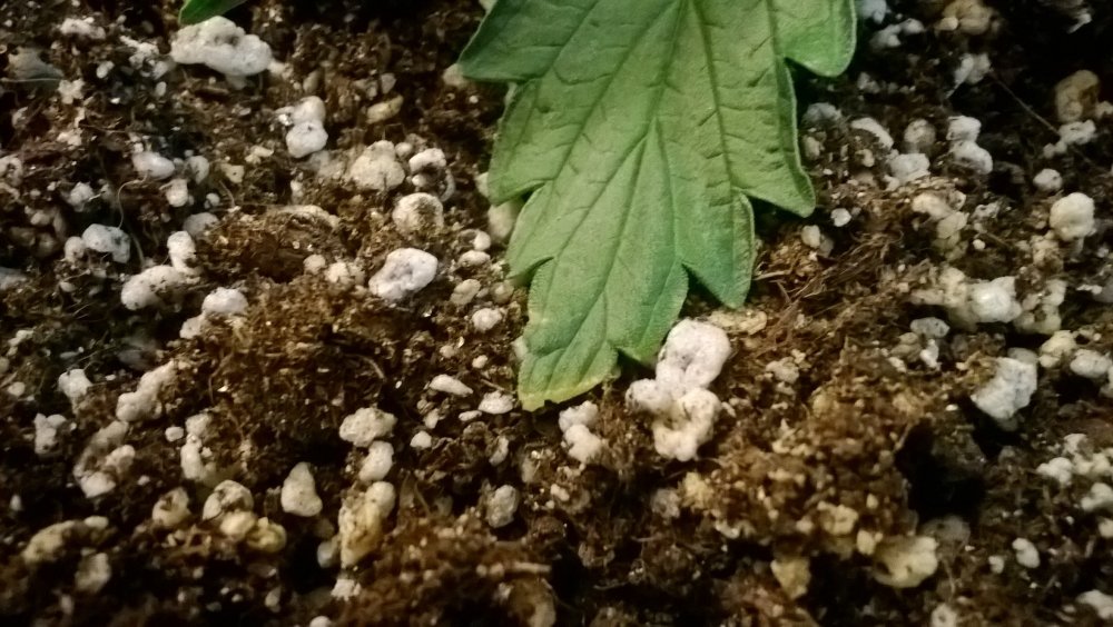 WP_20180331_010.thumb.jpg.e19507892e5503bc57b14f50aec1ac2f.jpg