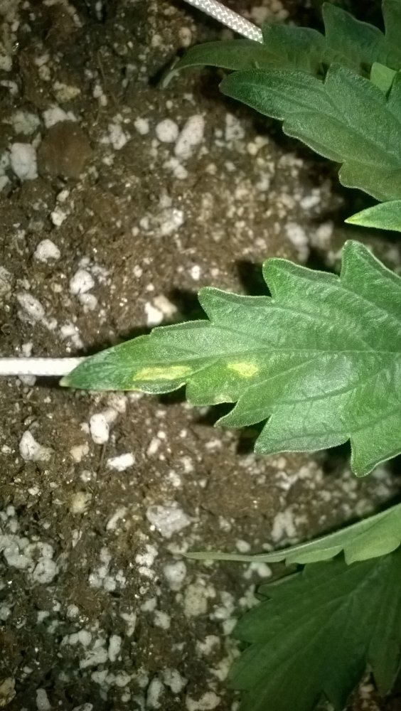 WP_20180331_014.thumb.jpg.0cb606f92b1765483616dbd1e2d8ea98.jpg