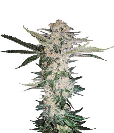 bulk-seeds-sour-diesel.jpg