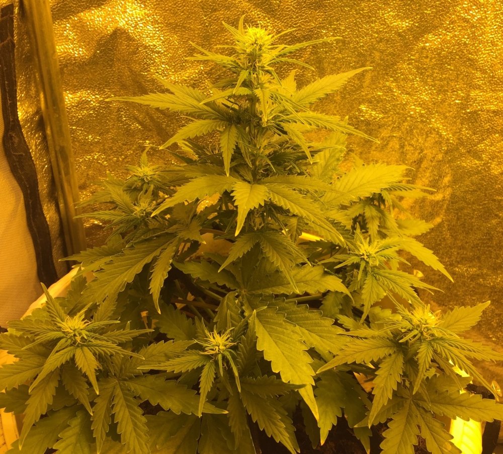 2.thumb.jpg.8dc2b156ada60793611ac08f49e3a32b.jpg