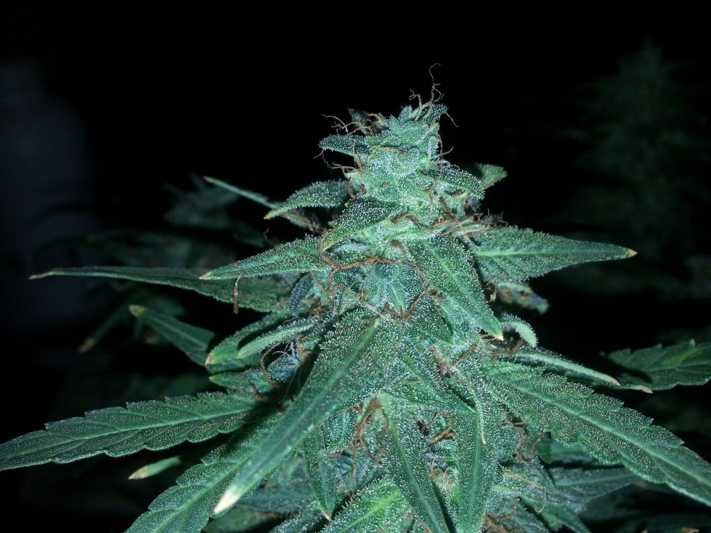 20180410_104758.thumb.jpg.37d51556d6fe1ce1119f95075ab430dc.jpg