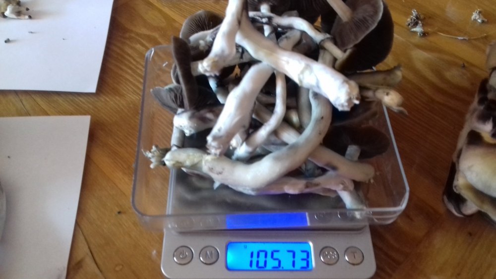 20180415_120717.jpg