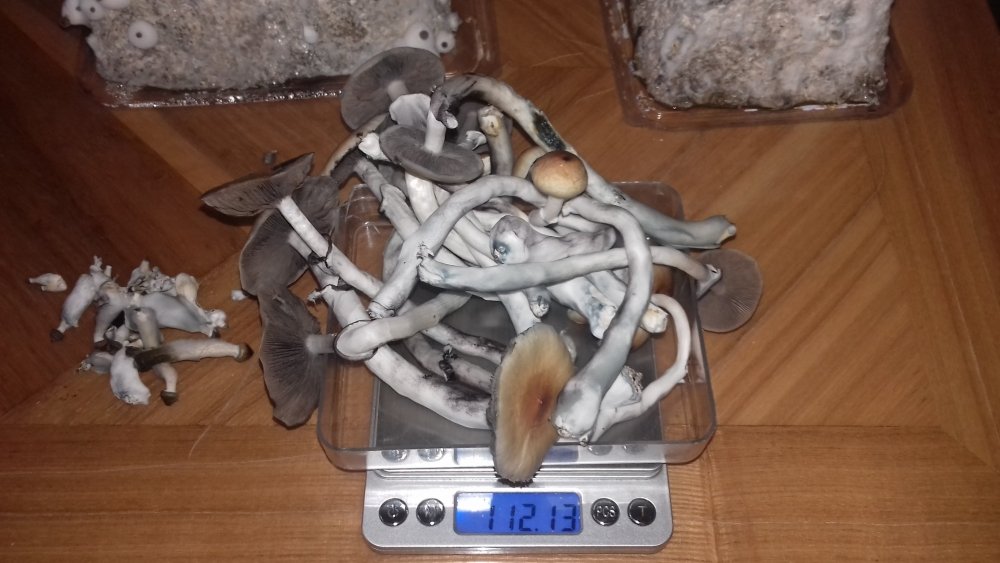 20180423_152734.jpg
