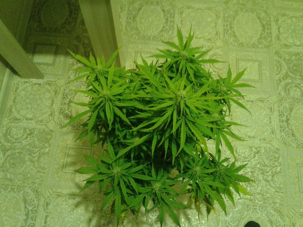 20180423_213104.jpg