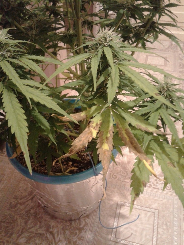 20180423_213139.jpg