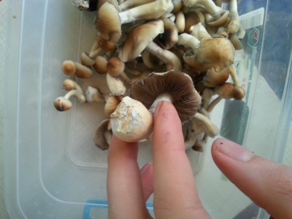 20180424_082515.thumb.jpg.ac8c13d2fe360c86ebdddc89b9f88ae0.jpg