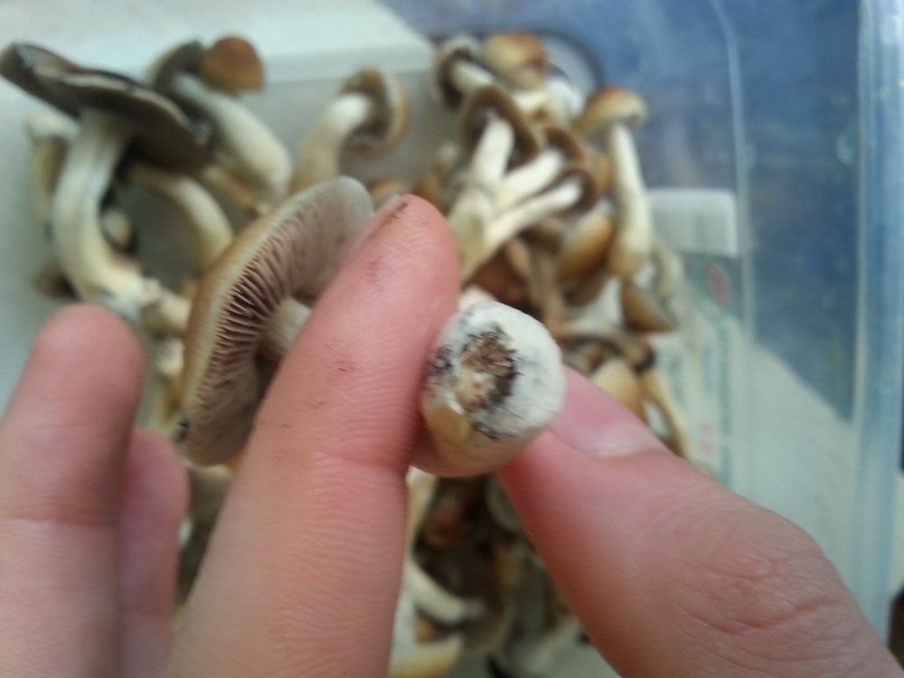20180424_082546.thumb.jpg.19133734637a9d96c74f2270a4dc8def.jpg