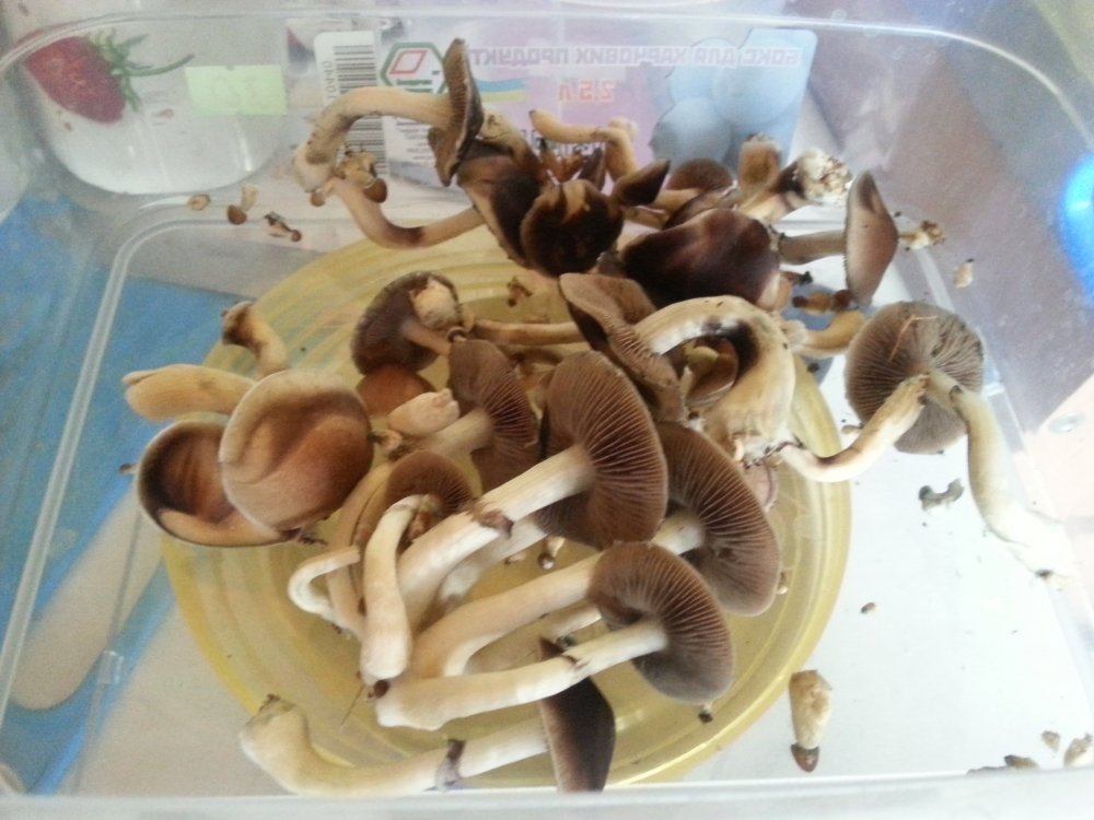 20180425_085547.thumb.jpg.e859744967aa11e13bd248c4ff4ff878.jpg