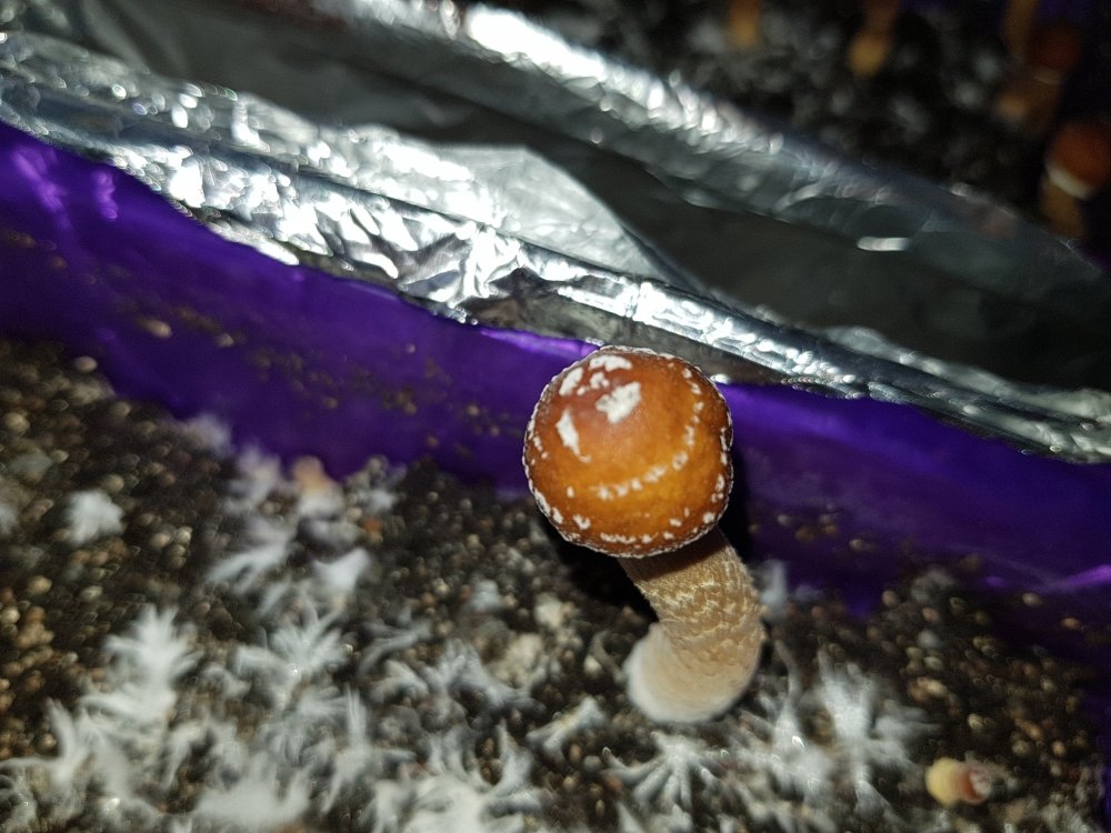 20180428_192744.jpg