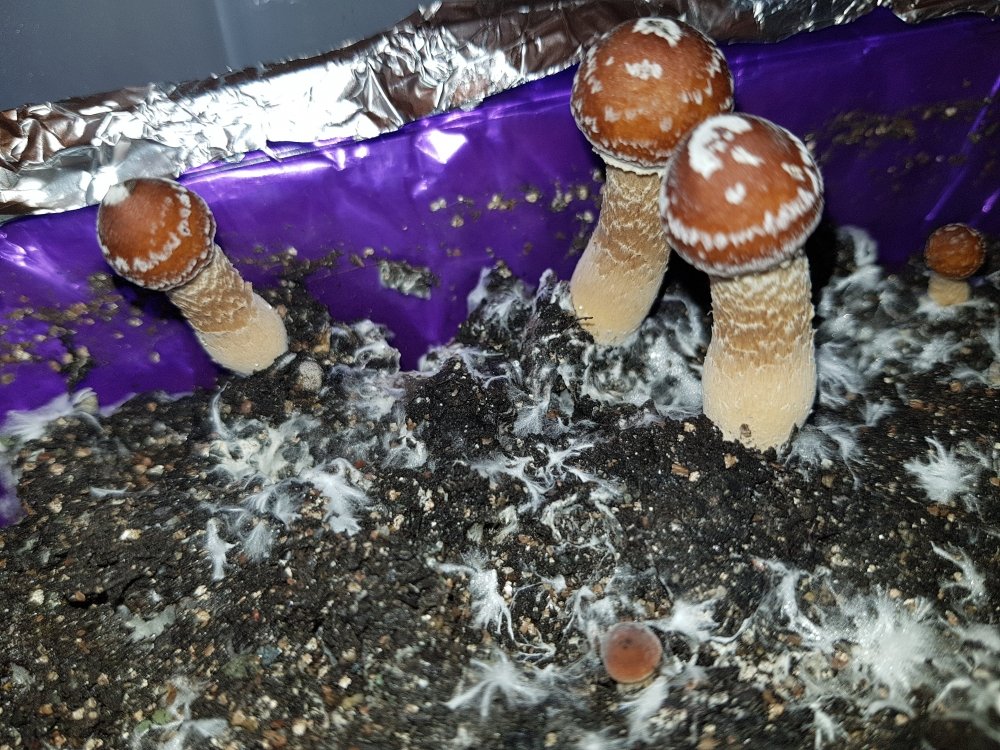 20180428_192752.jpg