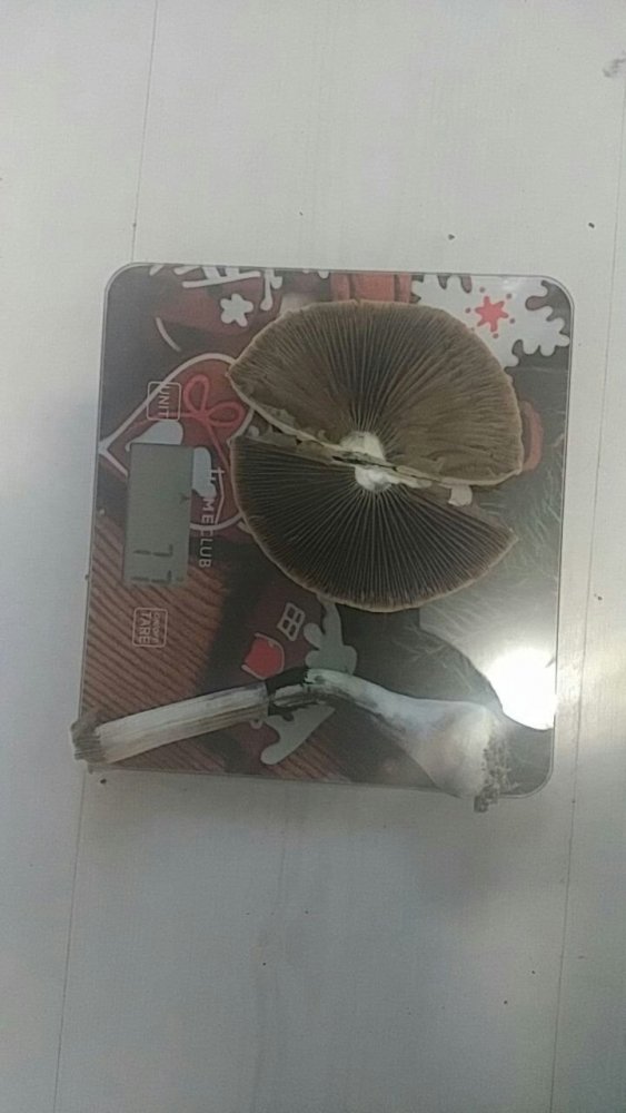 246226971_30355.thumb.jpg.443d334688b4a1560133177c073eb3b0.jpg