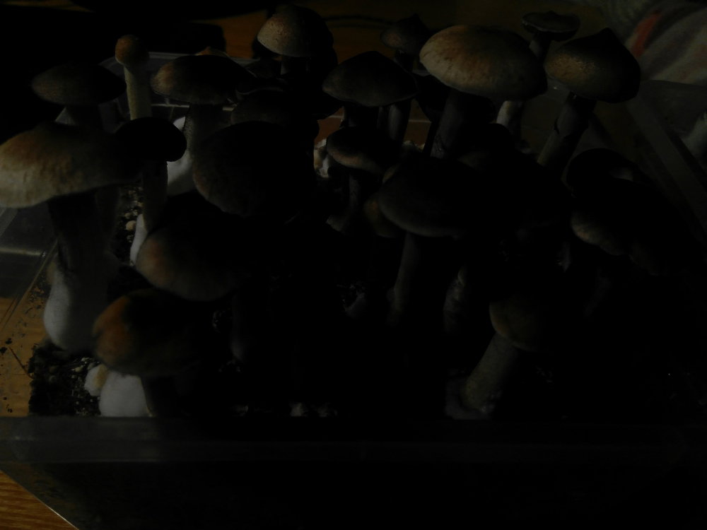 5ac5704cdcf81_2018-04-0502-31-59.thumb.JPG.a914b6cf98649864492936362fdb7273.JPG