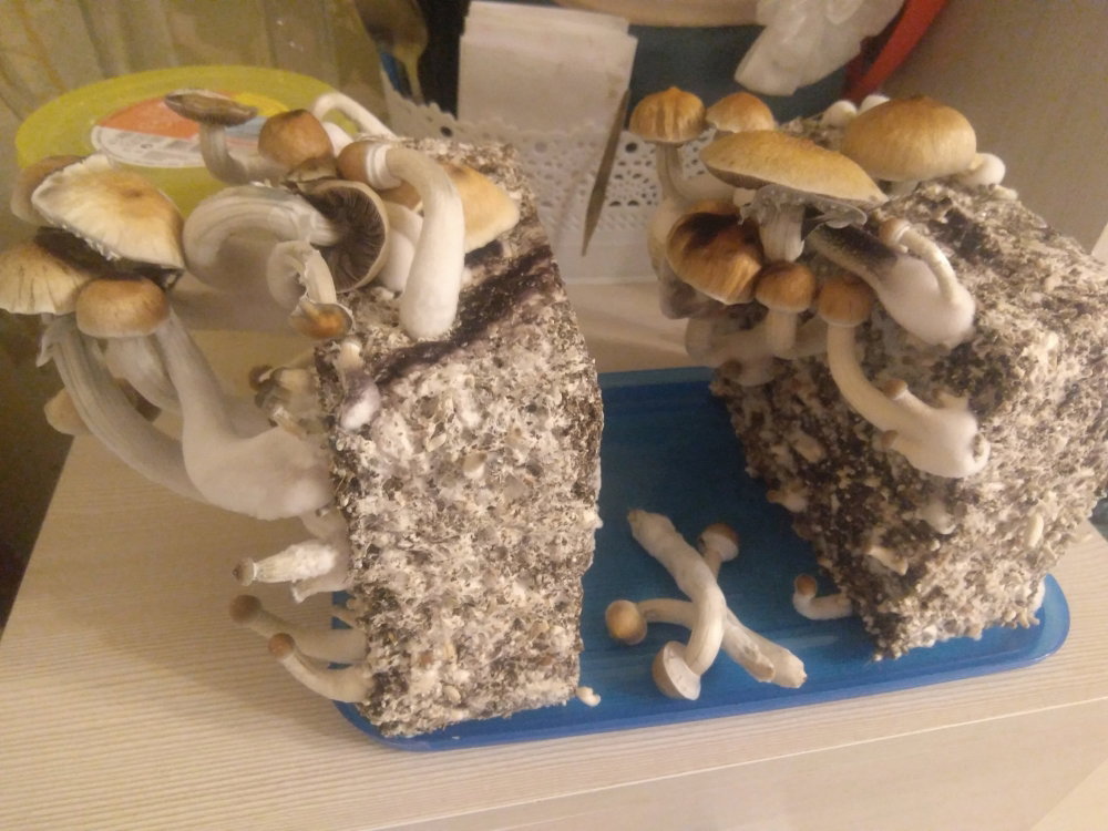 5acfb5b55b78b_2018-04-1221-45-51.thumb.JPG.a357e8ba3d452780f1cbb2ea253da7be.JPG