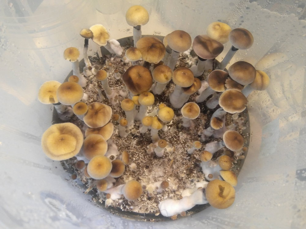 5ad898e4027c9_2018-04-1915-57-45.thumb.JPG.dcaf81f67957fb9bf387e0b48d0ae3f1.JPG