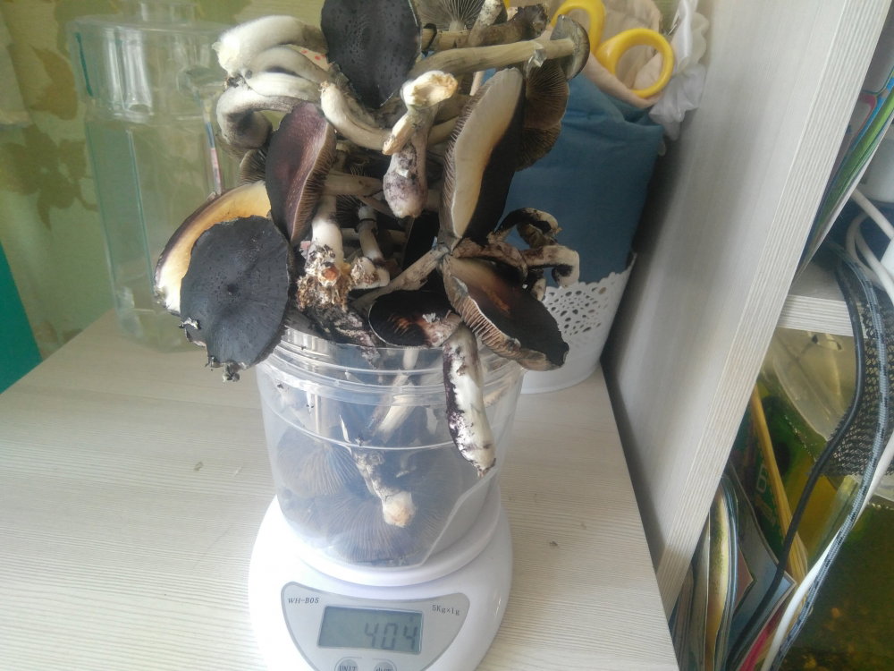 5ae5a4413520c_2018-04-2911-55-07.thumb.JPG.4c5964e2e1471288b0aeccaed73fc366.JPG