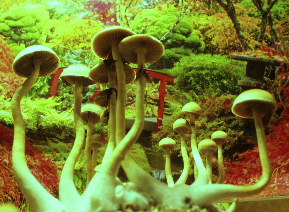 IMG_0154.JPG