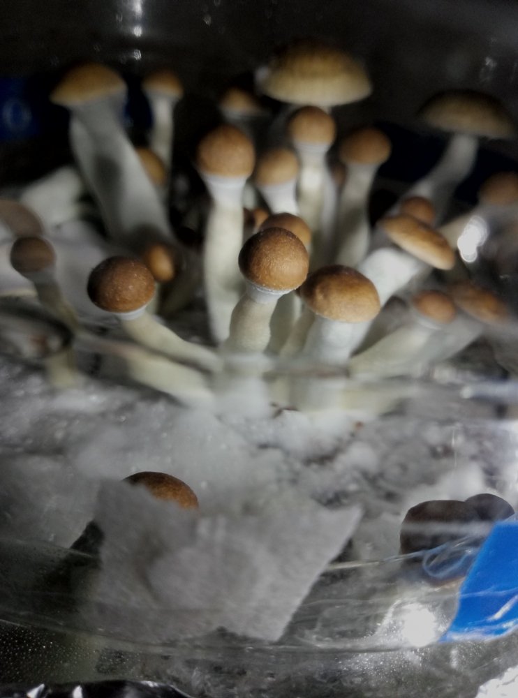 P80402-102829.thumb.jpg.6f4260d00a4ab273e58a4f5339db0ae7.jpg