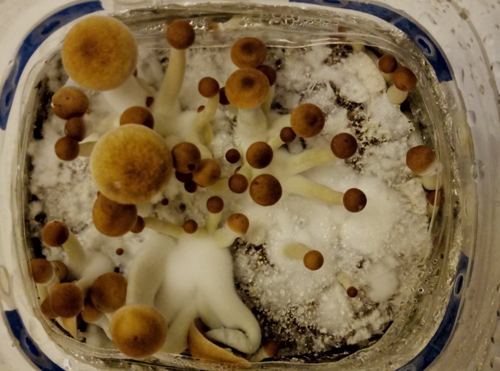 P80402-102939.thumb.jpg.558d4648feb389341d74983ba94d548b.jpg
