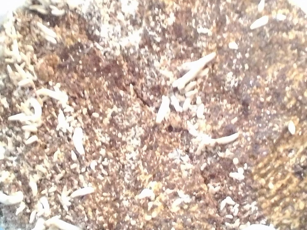 P_20180419_133343.jpg