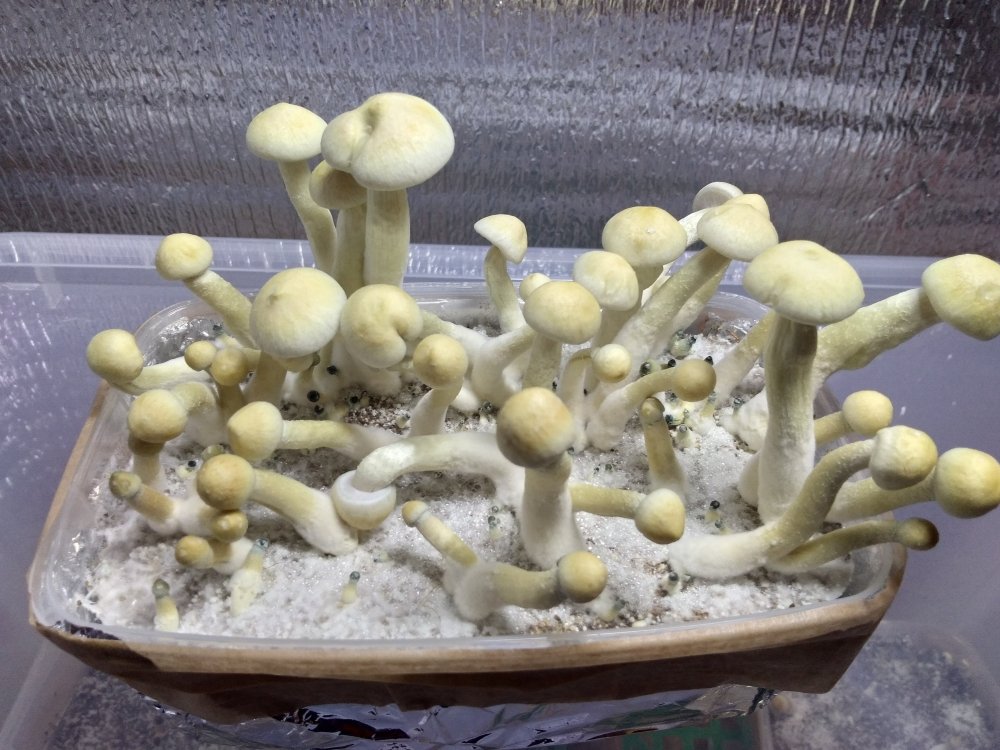 P_20180420_214226_vHDR_On.thumb.jpg.cd246d50f9ad89e2eedabfdf4ec936da.jpg