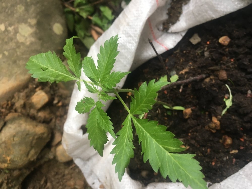 16BF4B13-07F2-48F0-9420-11298A862A8B.jpeg