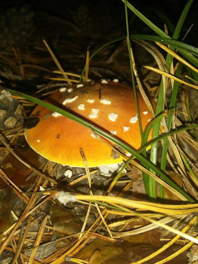 20170902_065740-1.thumb.jpg.eabec007592dd11a9a362cfce6b2c535.jpg