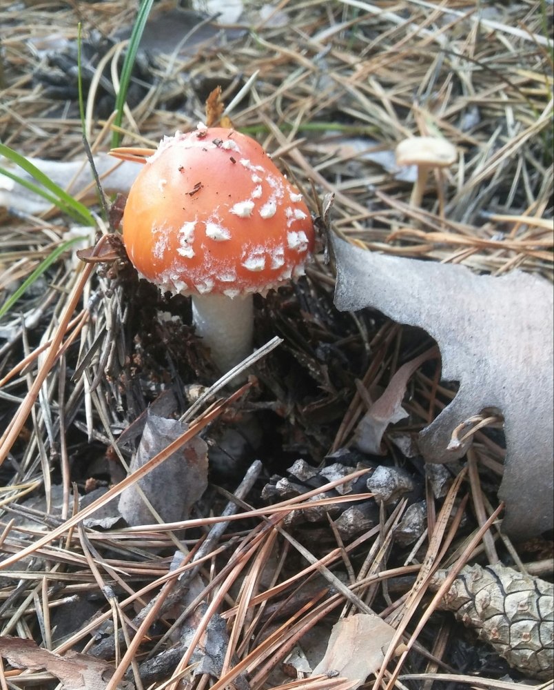 20170903_112052-1.thumb.jpg.35f388b43a0c9c155589e2ee88f7cc93.jpg
