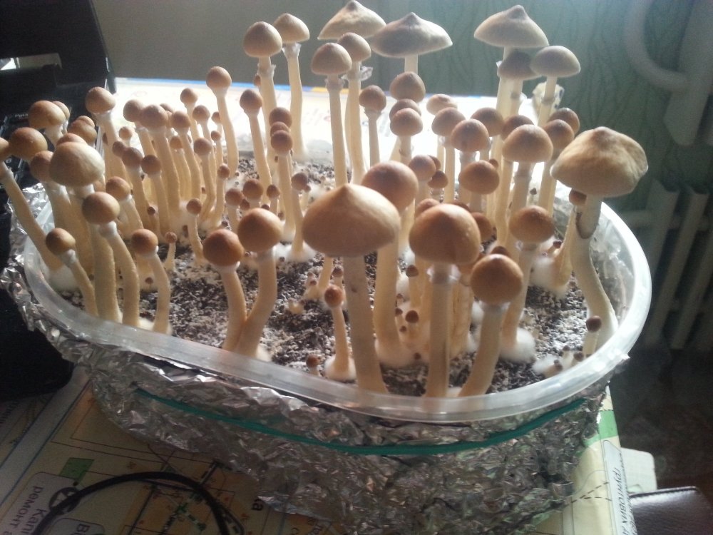 20180220_093856.thumb.jpg.d7f57b7e09b4cc21d622443944f0def9.jpg