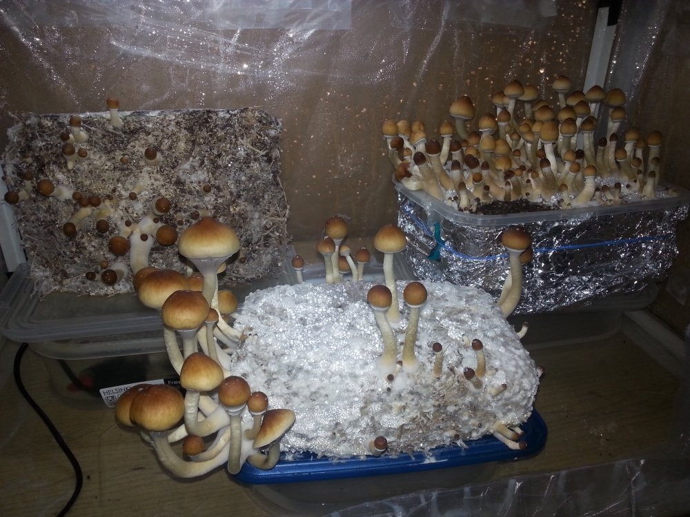 20180504_105704.thumb.jpg.70a865eef2f25584cf6b55159d6a1cf7.jpg