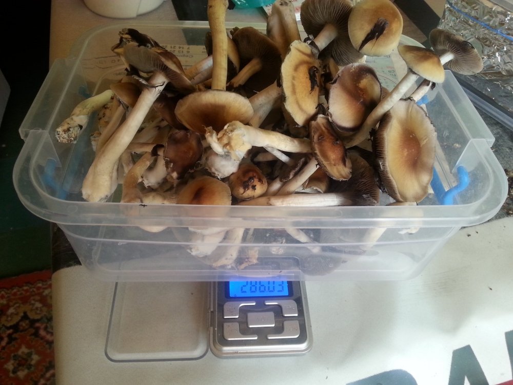 20180505_082014.thumb.jpg.59bfd6b28b21e8767a8d5402afc341c5.jpg