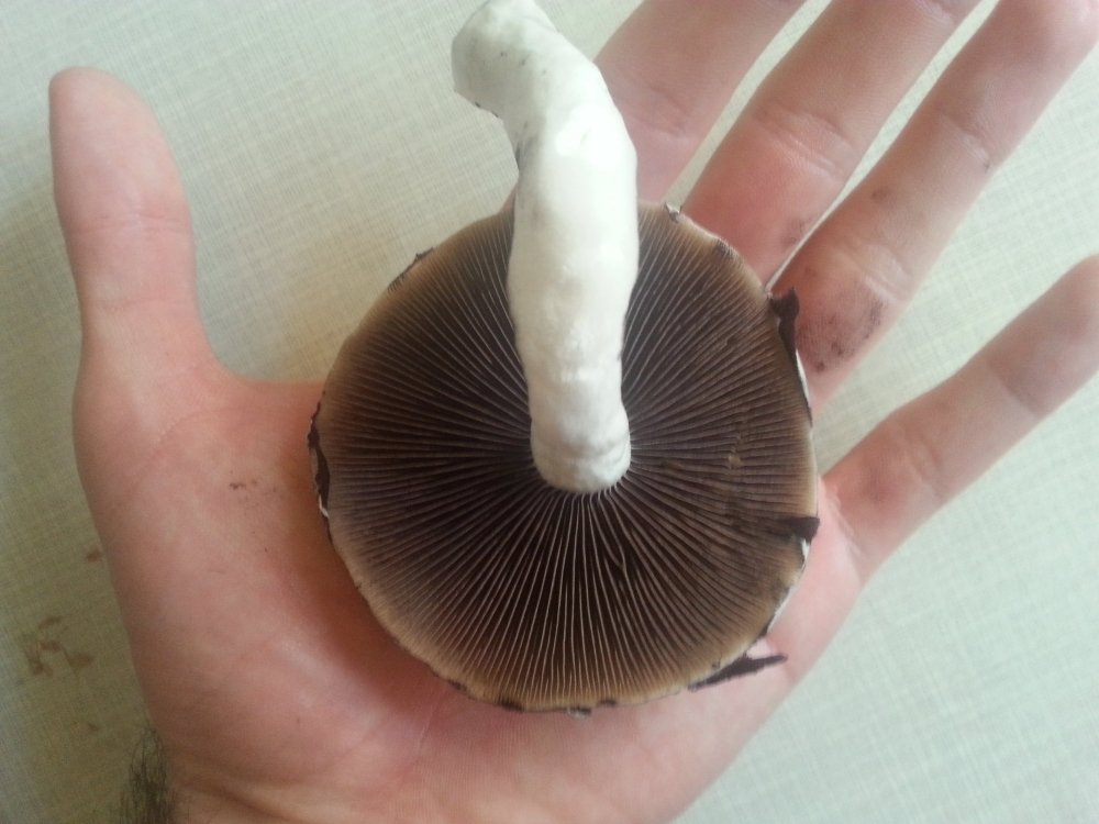20180506_110522.thumb.jpg.6bbb7effaf7c6a1656d07626fe97db4a.jpg