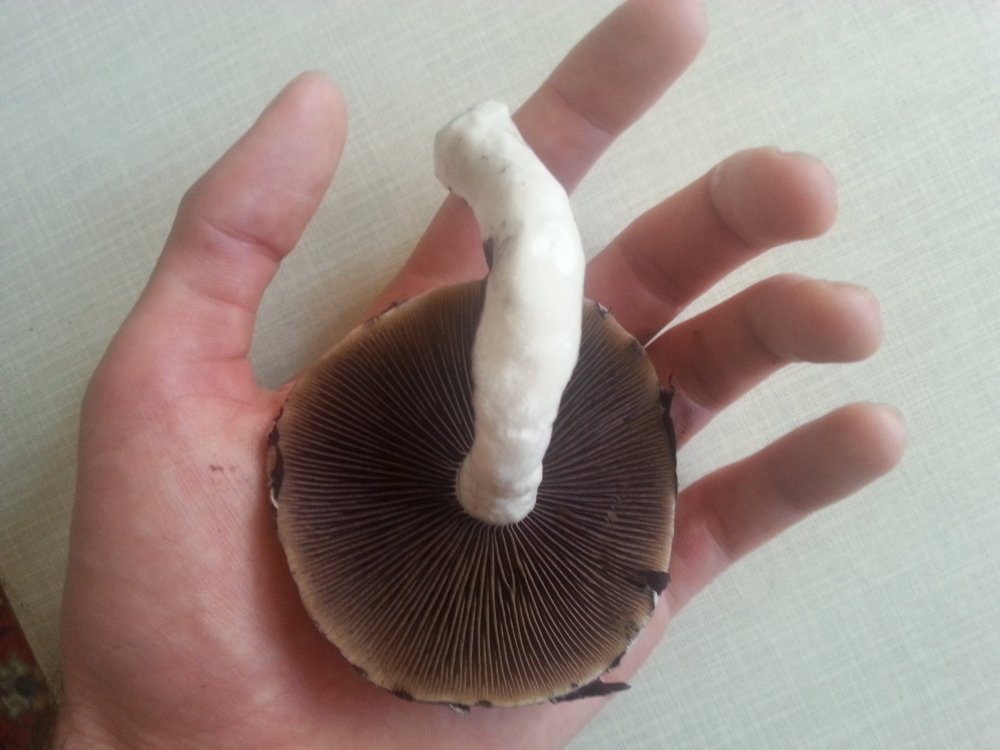 20180506_110536.thumb.jpg.dc5996e6fa222bddfe066e3c04bef782.jpg