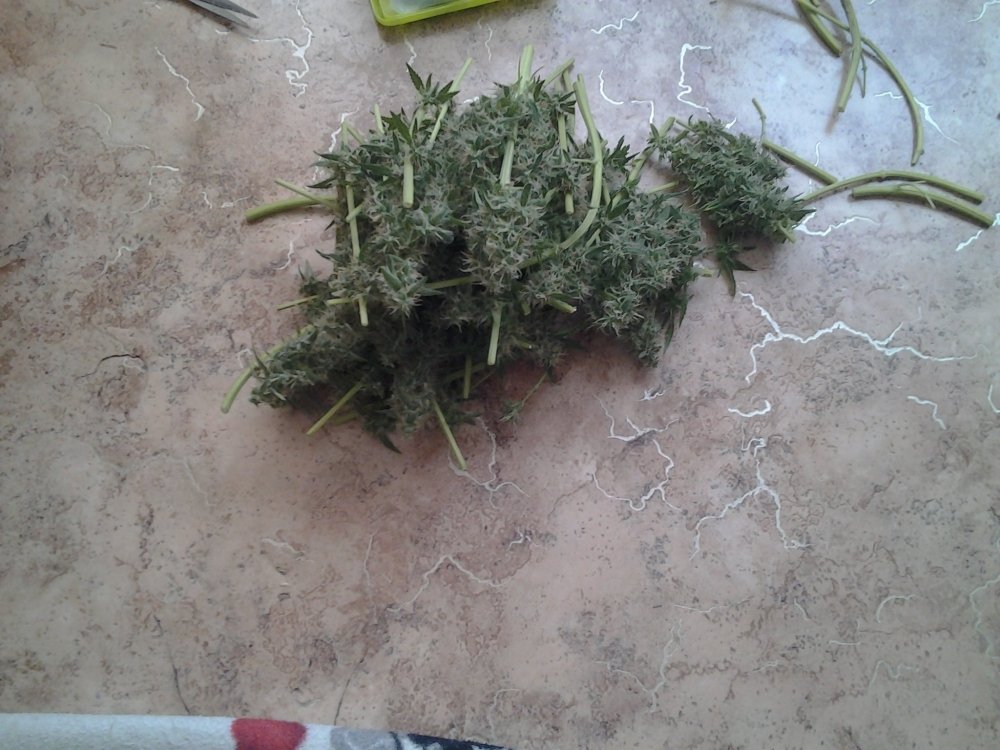 20180521_144613.jpg