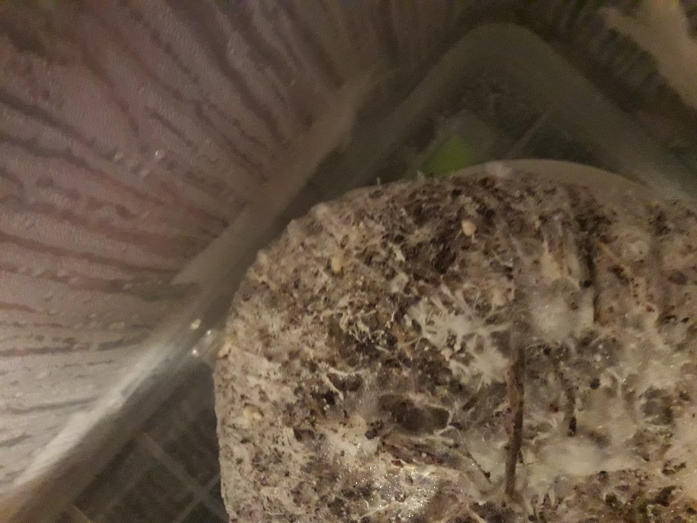 20180524_193657.thumb.jpg.c7d271f5f718e858f28a8bd20a850cfd.jpg