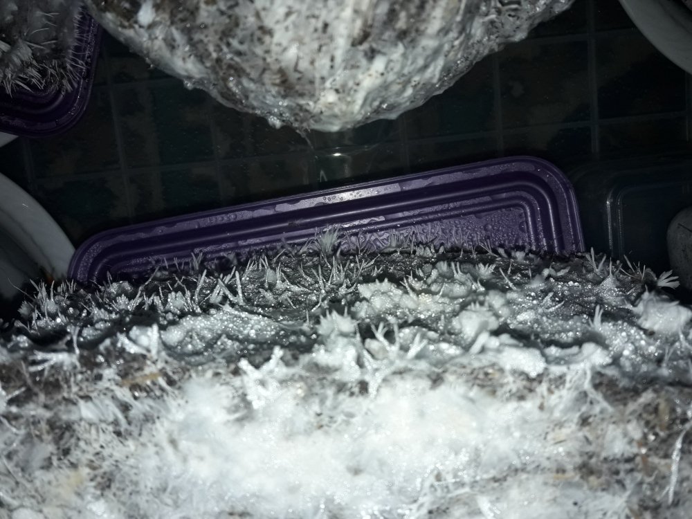 20180524_193752.thumb.jpg.672584b88ce152b016c62088a7b7c304.jpg