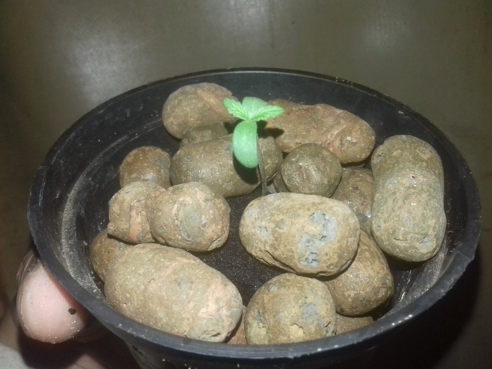 20180524_221201.thumb.jpg.714e360925cbaee2c9ab0434c65c617c.jpg
