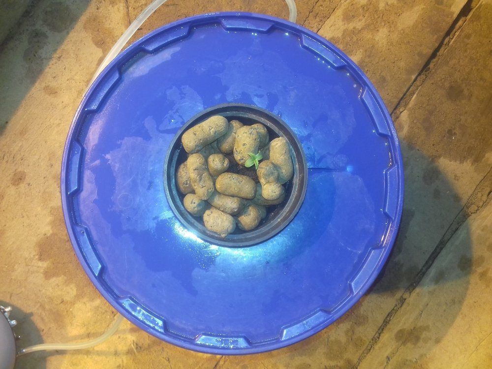 20180524_221411.thumb.jpg.544937c78d5c6d6563fa07fa5ed9a8cf.jpg