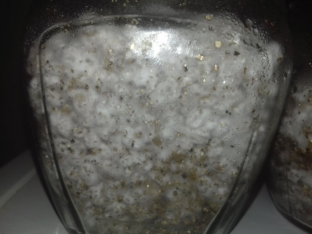 20180528_153726.thumb.jpg.407c2ed3c636d7906df1a25b5318bb96.jpg