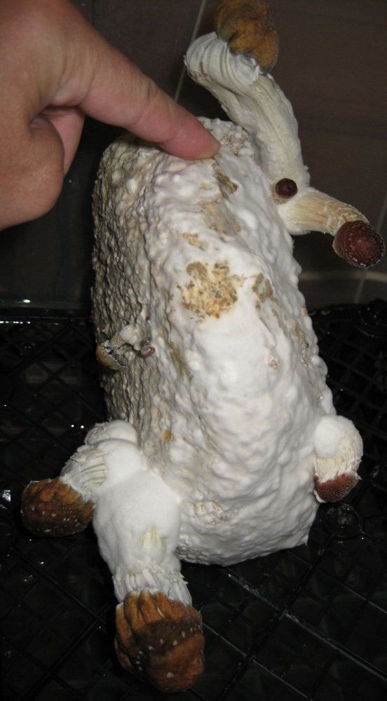 4.JPG