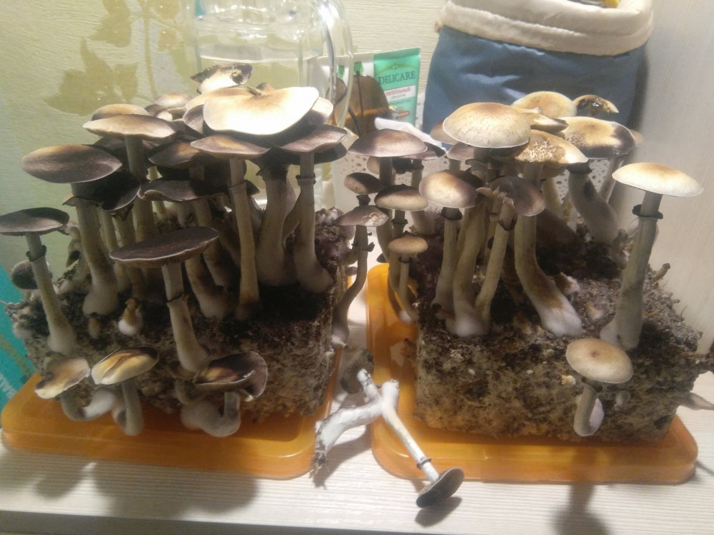 5aff76613a6c9_2018-05-1822-47-16.thumb.JPG.ce5d42d180c1dbe79347681e774280d7.JPG