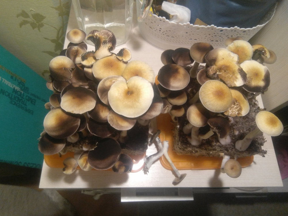 5aff766392851_2018-05-1822-47-24.thumb.JPG.d424549b0920ac6471b462052741b934.JPG