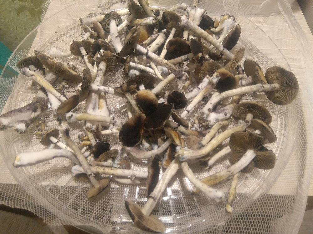 5aff766851fe7_2018-05-1823-02-01.thumb.JPG.5a70fcf13ac572e1ac39723c36d02261.JPG