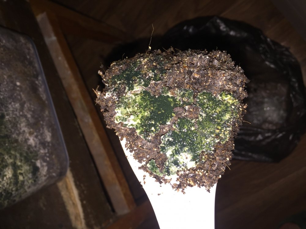 DEED683C-4237-473D-BCBF-CD92A99036B8.jpeg