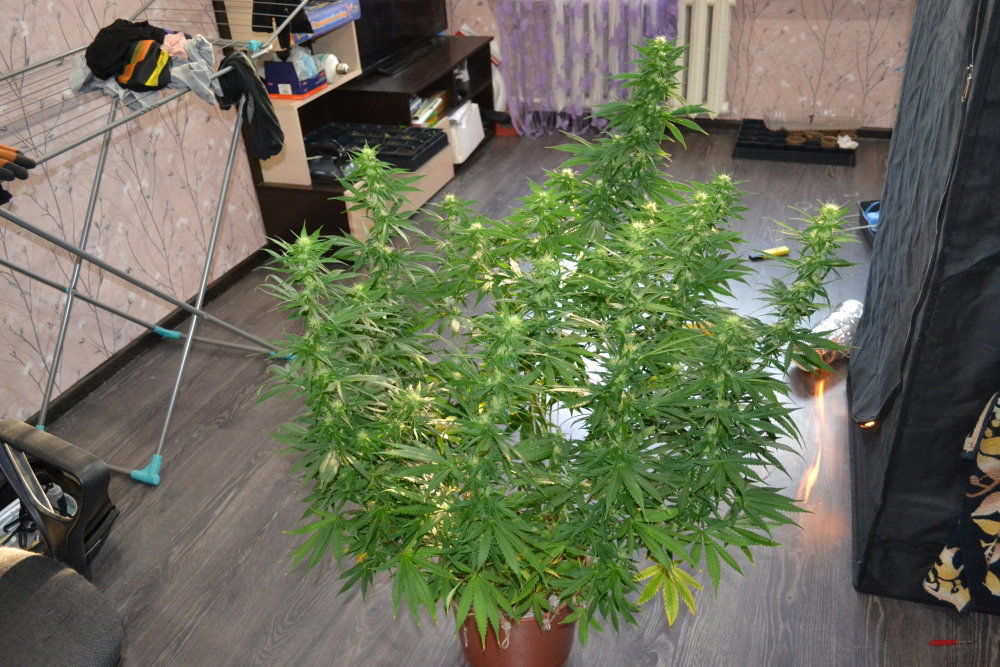 DSC_0219.JPG