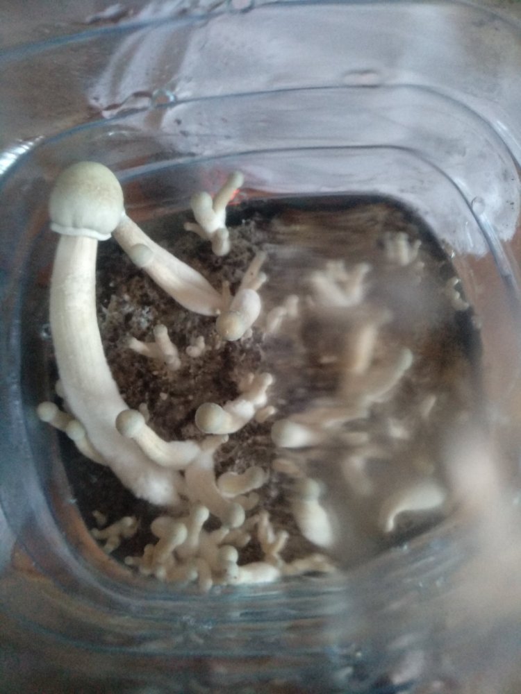 IMG_20180501_151059.thumb.jpg.eadb65bd12389a0cf7bff72eb8fe5fe5.jpg